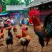 Agen judi sabung ayam terpercaya