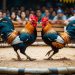 sabung ayam